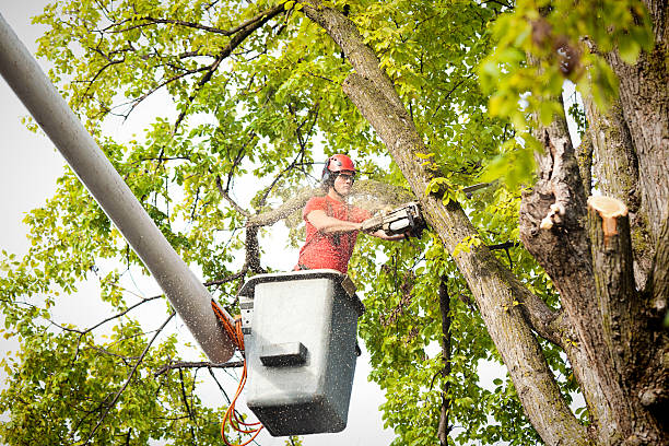 How Our Tree Care Process Works  in  Lake City, AR