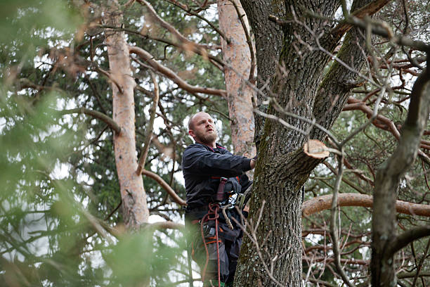 Trusted Lake City, AR Tree Services Experts